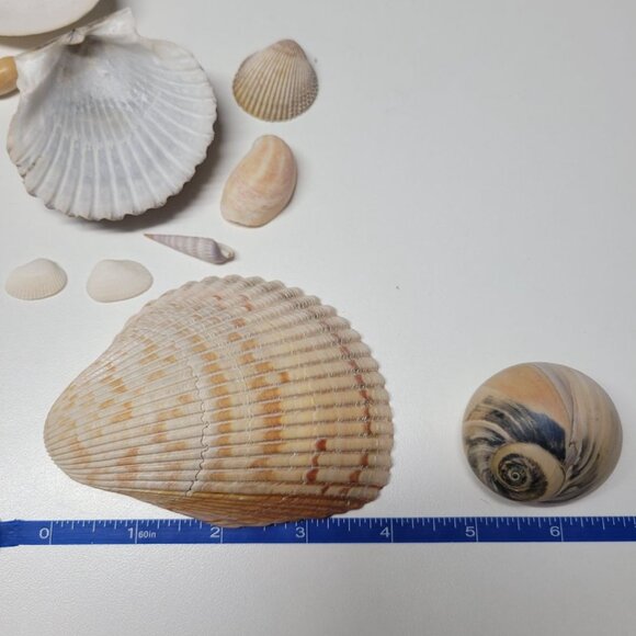 Seashell Nautical Decor Lot Mixed Sizes Blue Brown Half Clam 25 Pieces - Picture 6 of 13